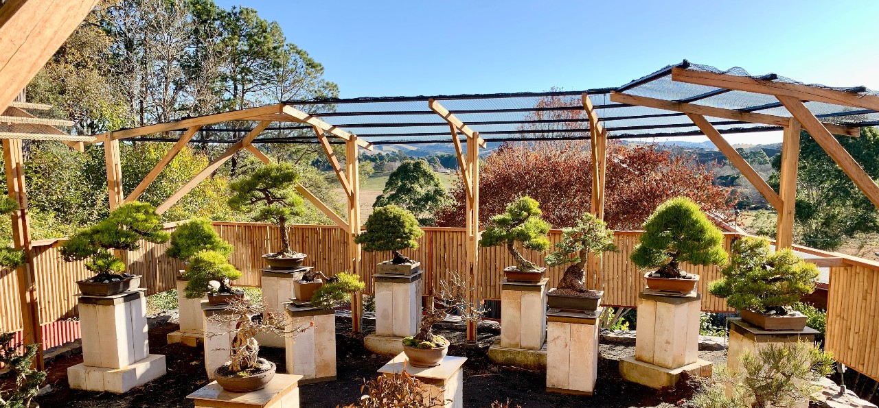 Australian bonsai gallery 7 2023