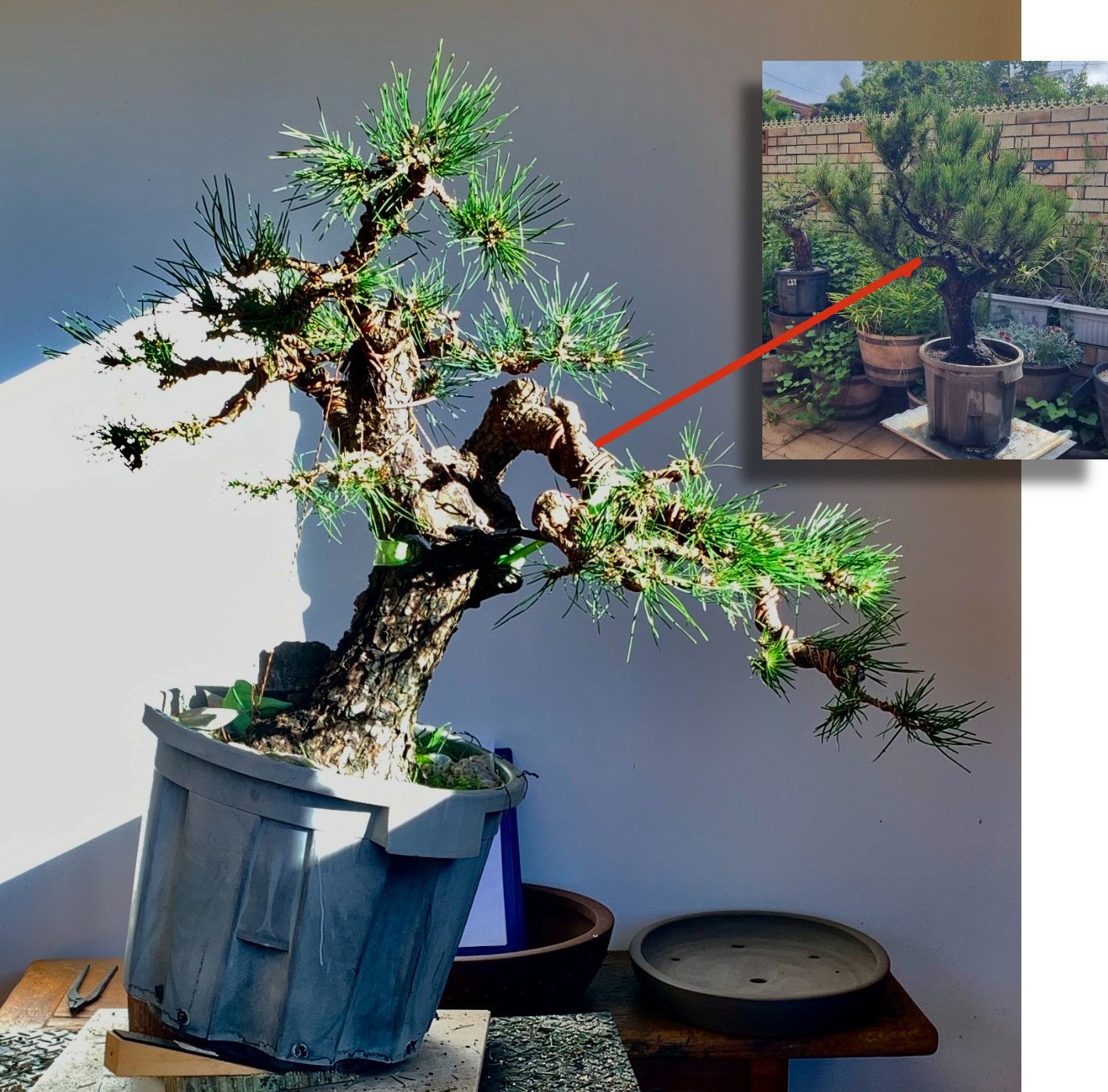Black Pine 2026 06 07a