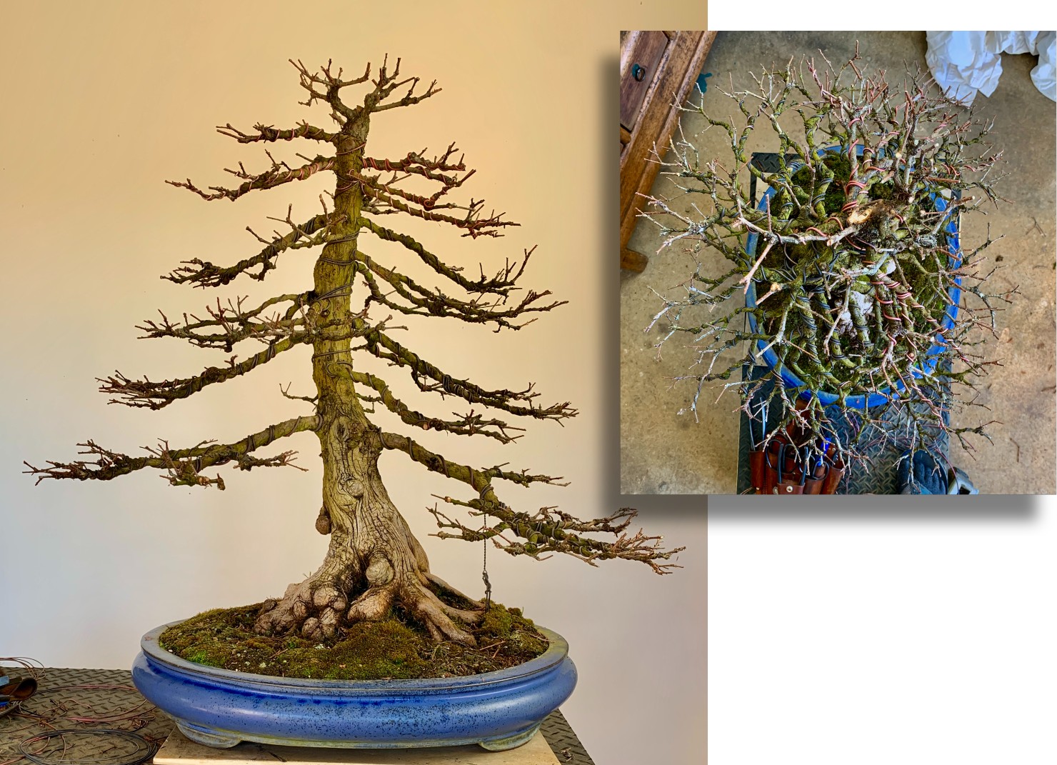 Swamp cypress bonsai 2024 07