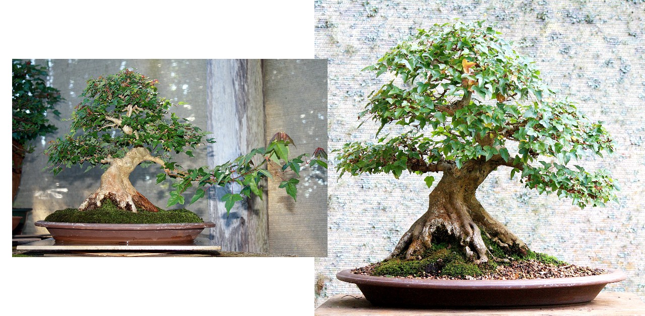 Trident Maple branch construction