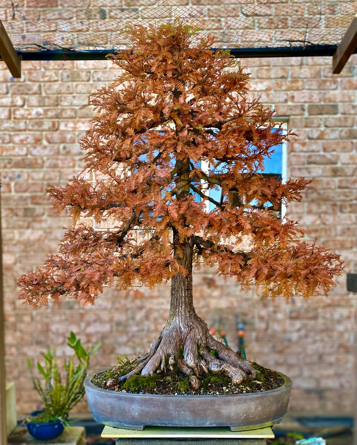 Winter swamp cypress 06 2024