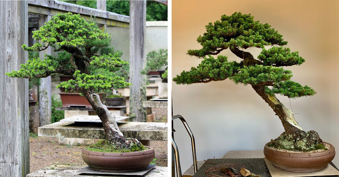 atlantic cedar australian bonsai gallery 2023