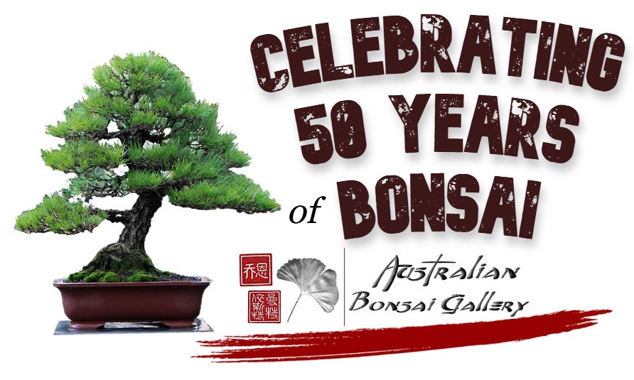 australian bonsai gallery 50 years