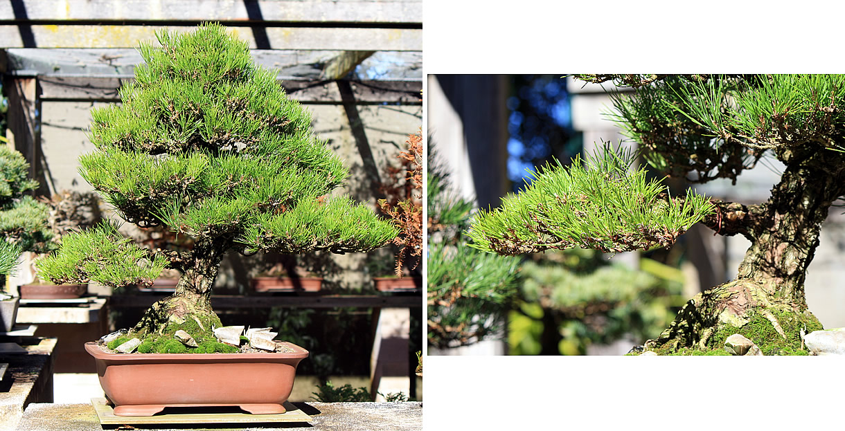australian bonsai gallery kuro matsu wiring 2018 06 14
