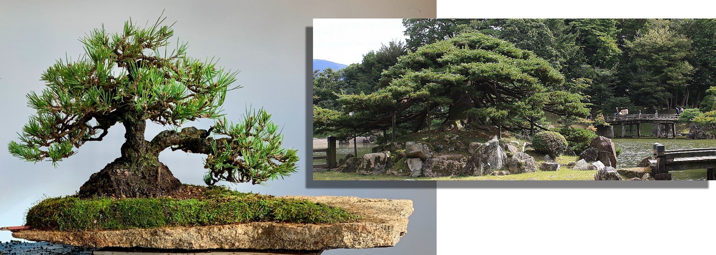 black pine slab planting.bonsai gallery