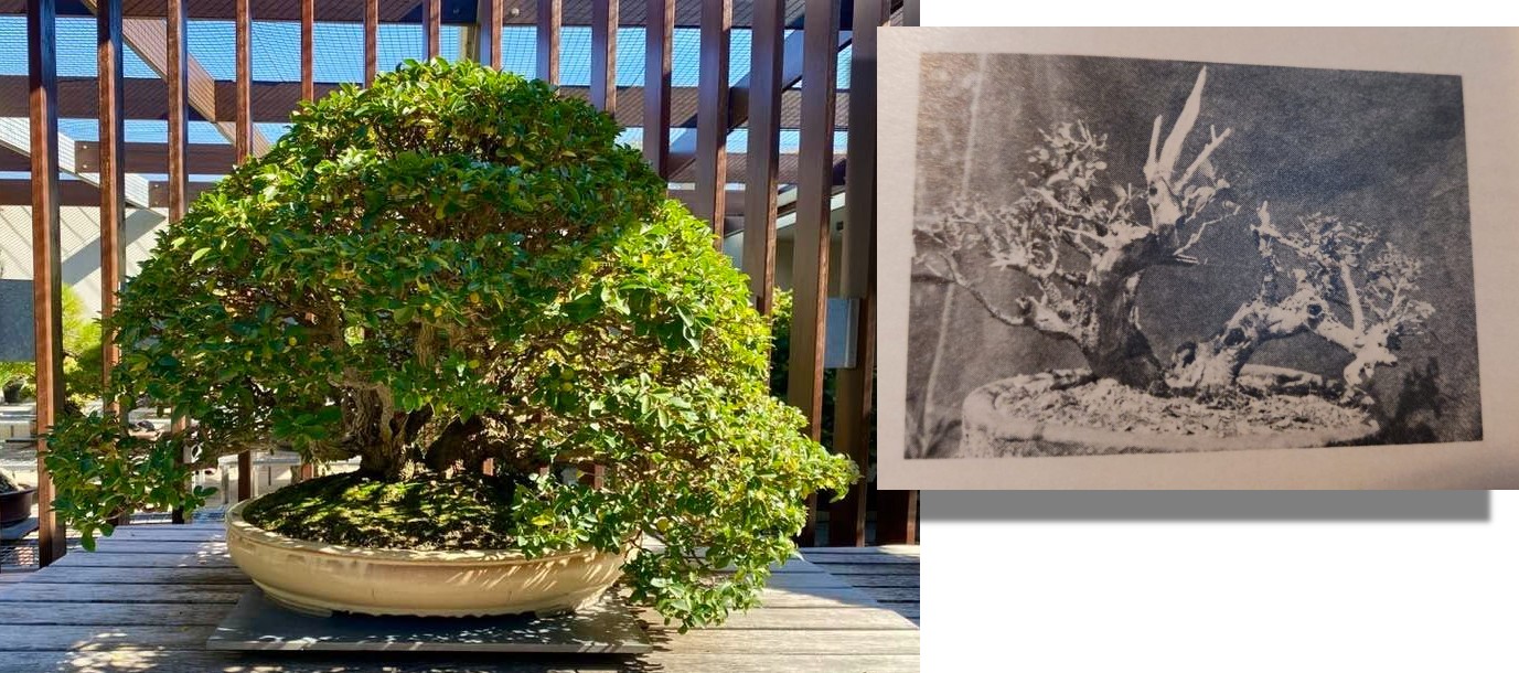 box leaf privet 1880 ian hearn