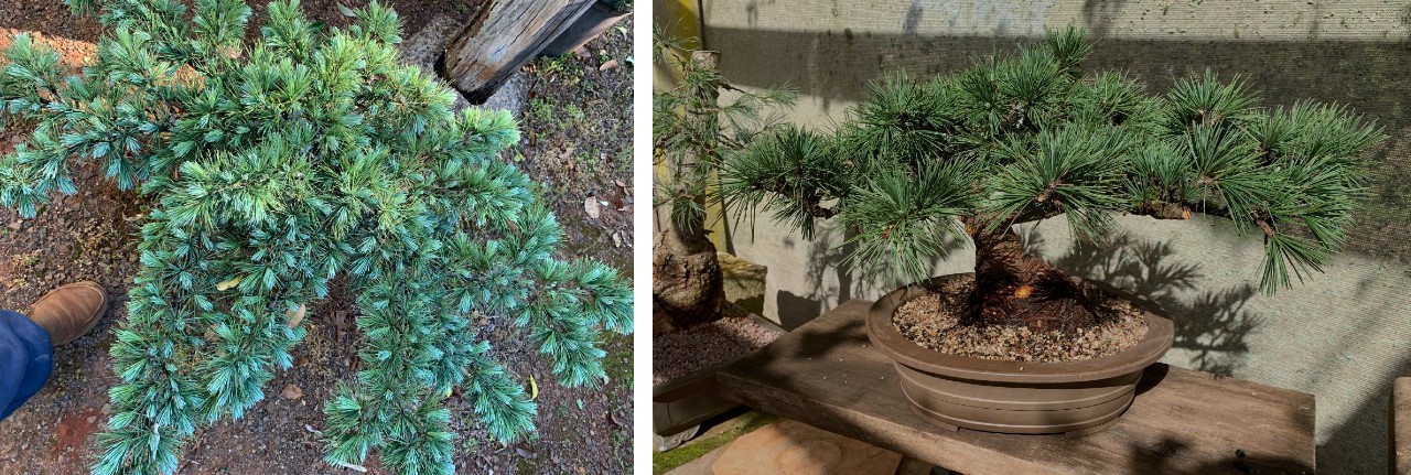 cedar of lebanon hedgehog 02