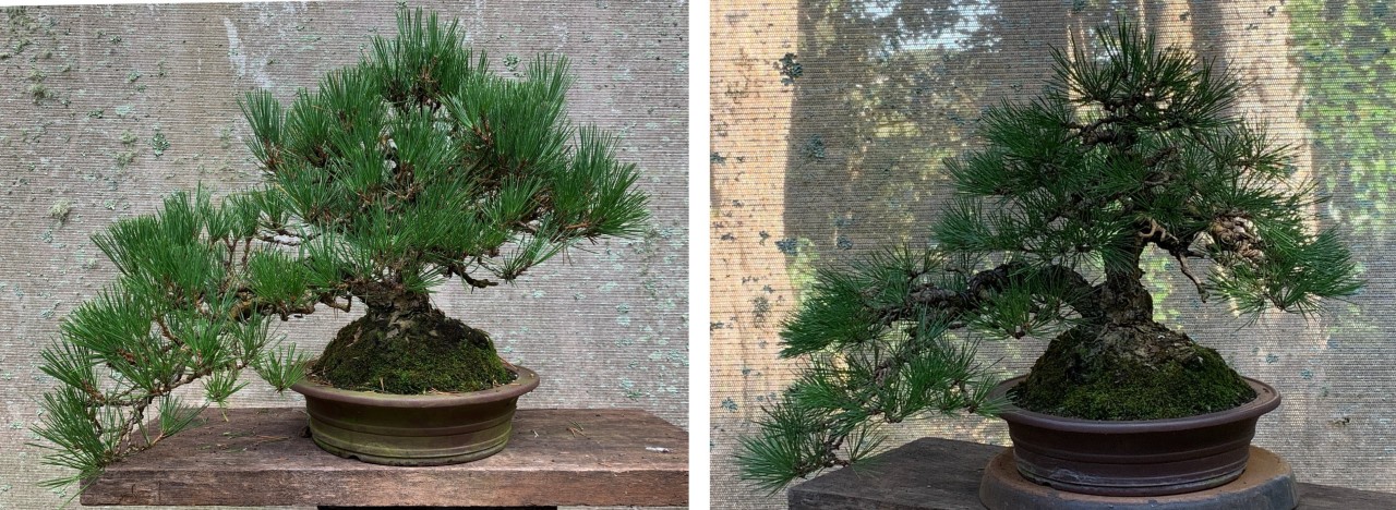 elephants foot black pine before after
