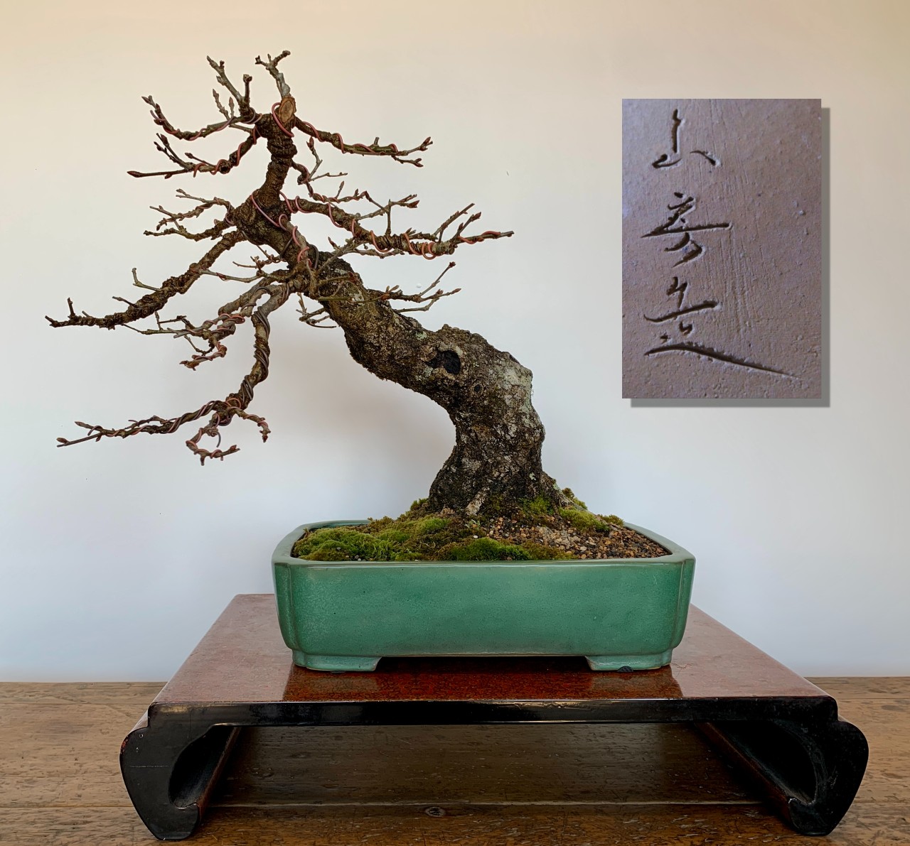 english oak 2023 08