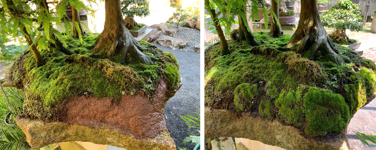 forest planting repair