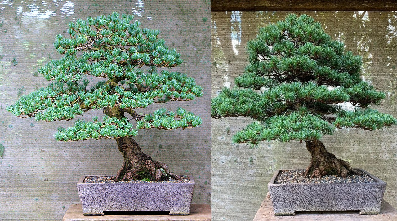 goyo matsu before after