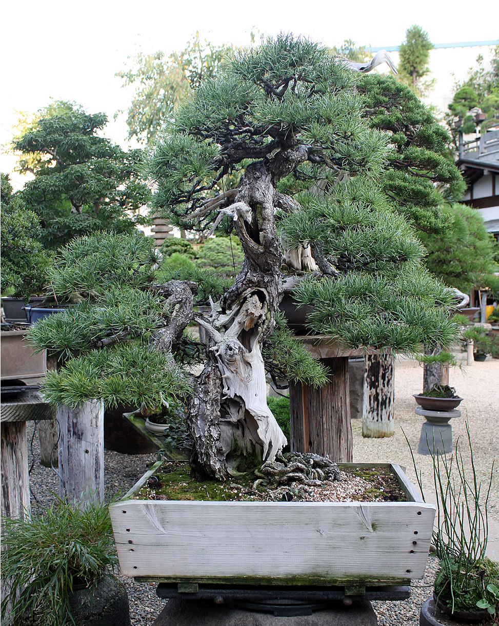 goyo matsu shunkaen
