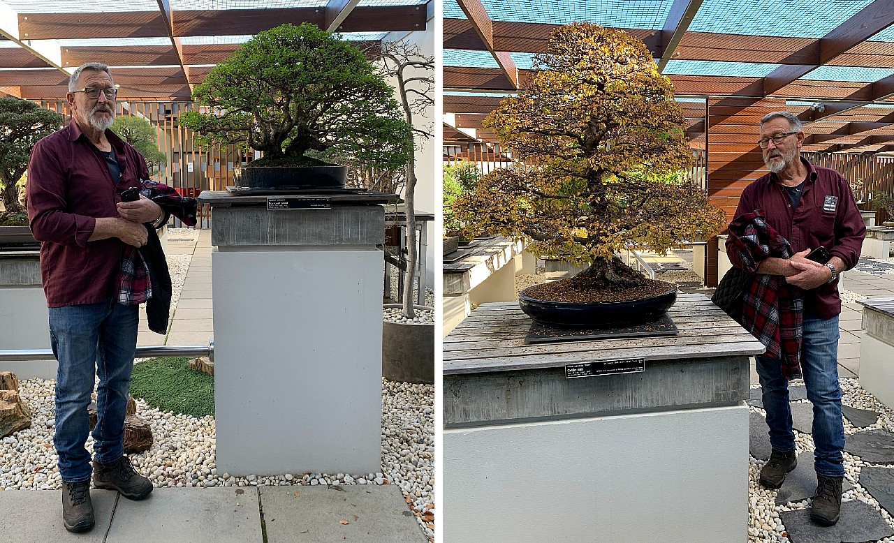 ian hearn bonsai arboretum canberra