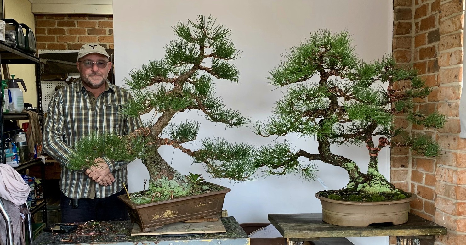 ian hearn collection pines