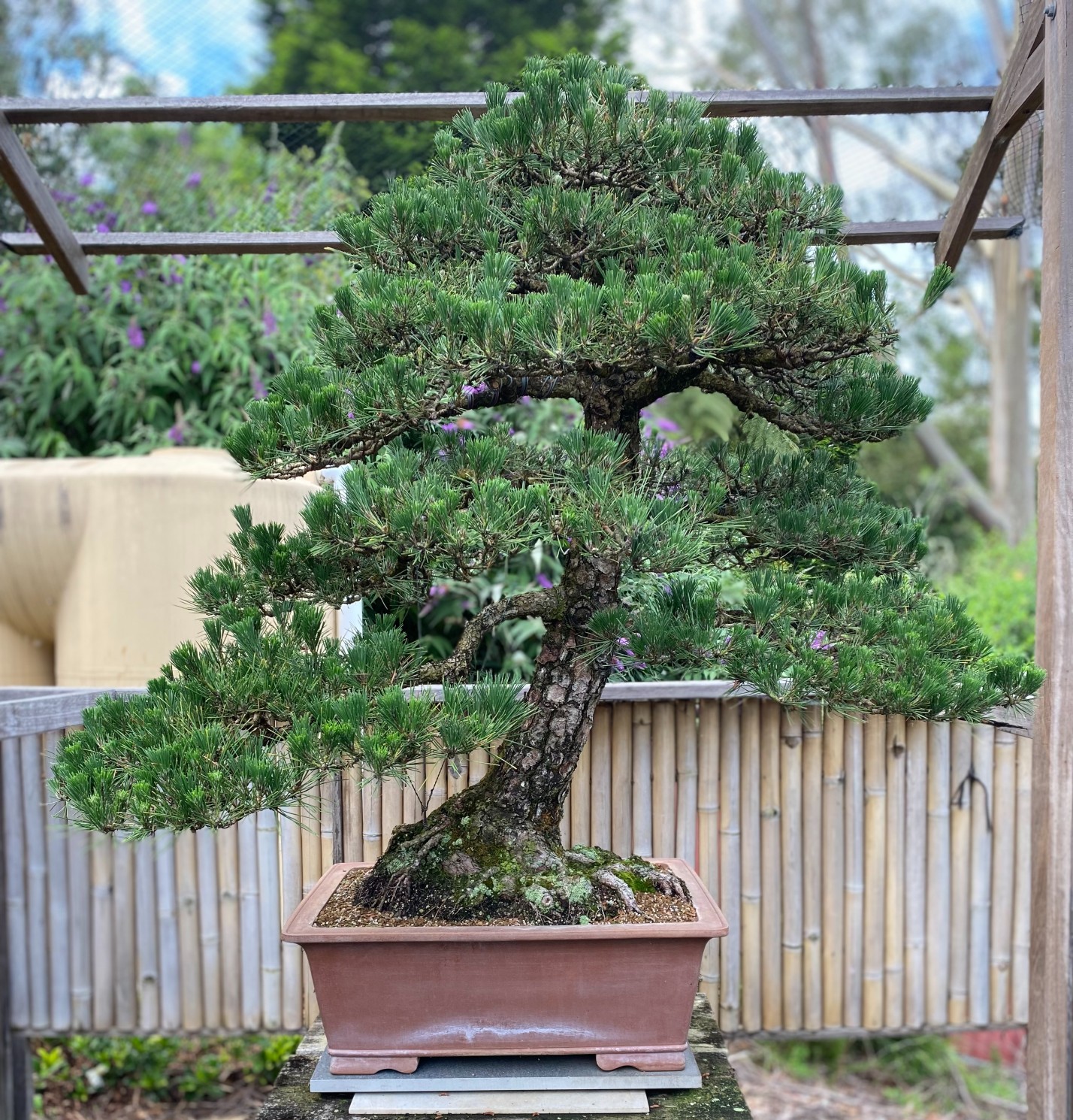 japanese black pine Hachi Uye