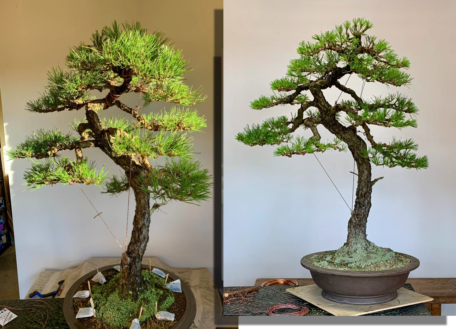 japanese black pine autumn 2026