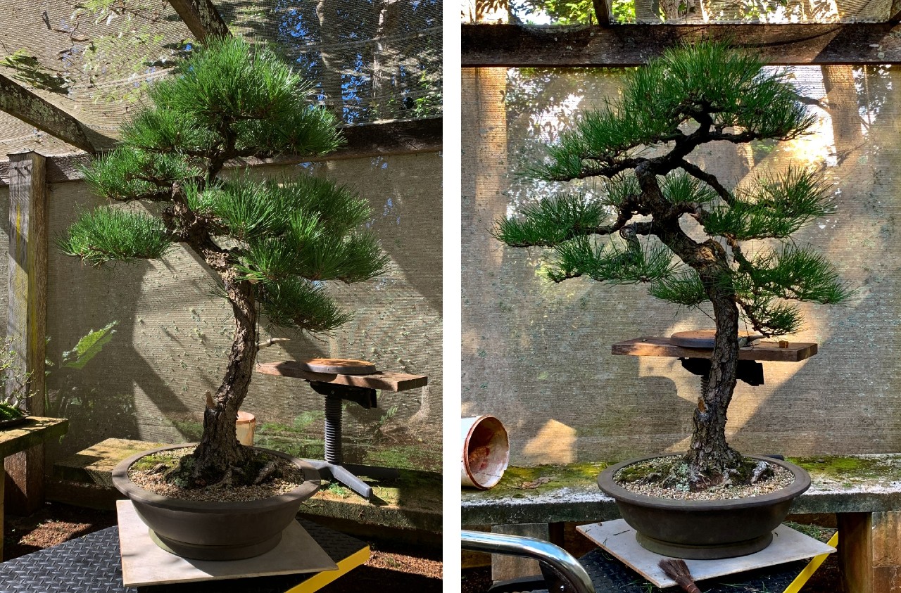 japanese black pine mikawa 2022 04 02