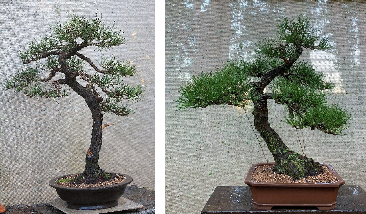 japanese black pine mikawa ian hearn