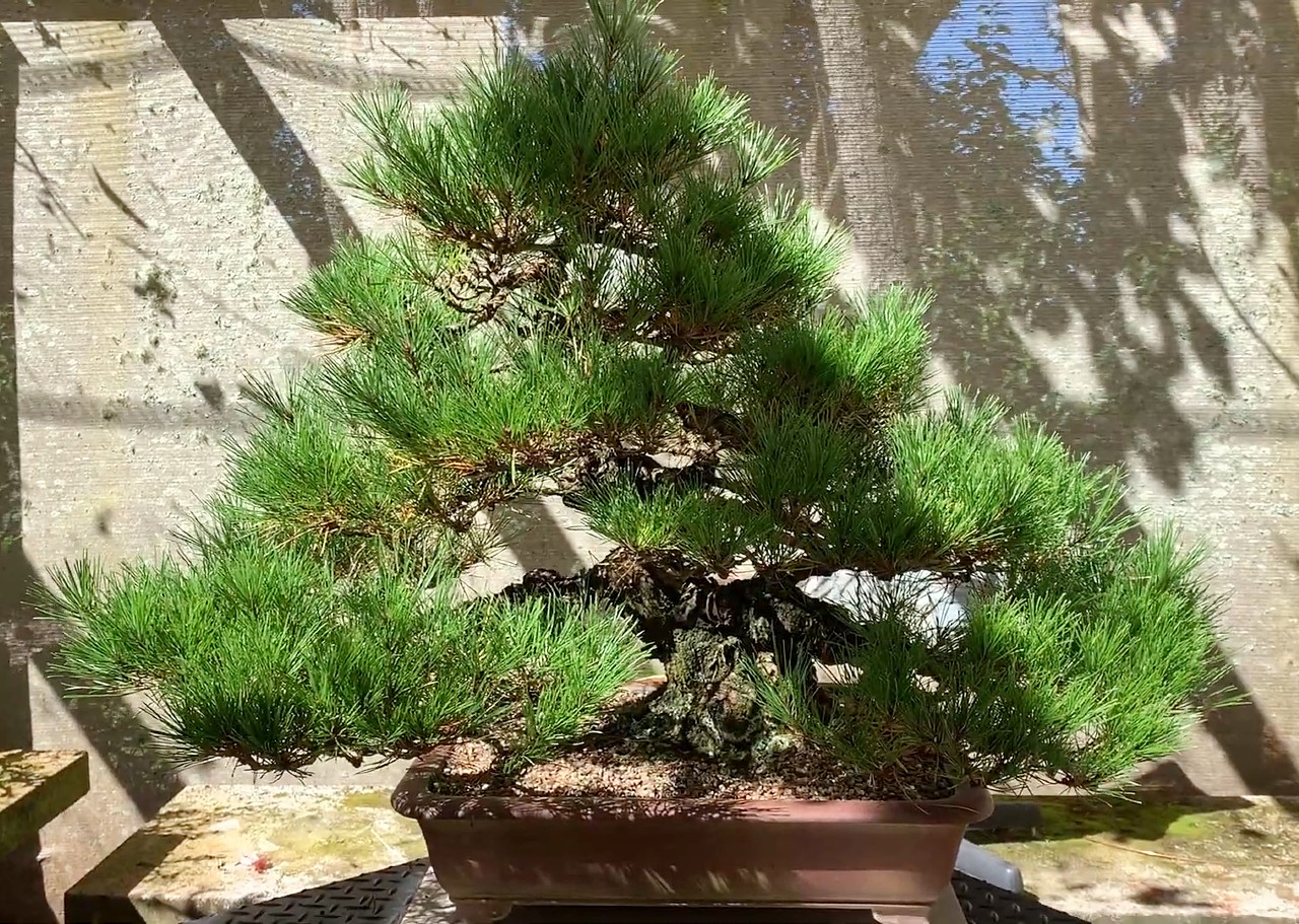 japanese red pine autumn 2022