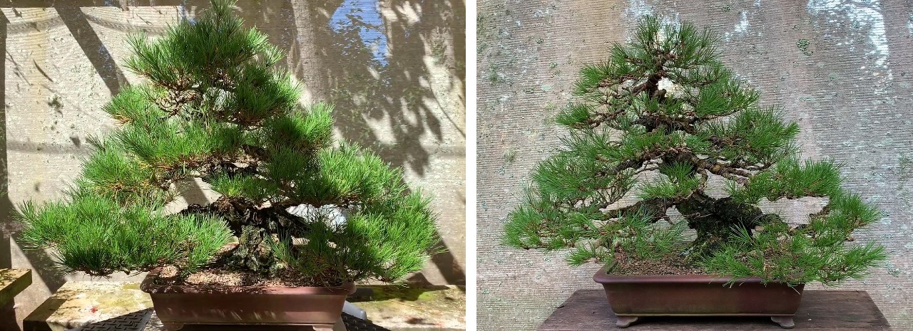 japanese red pine autumn 2022 before after