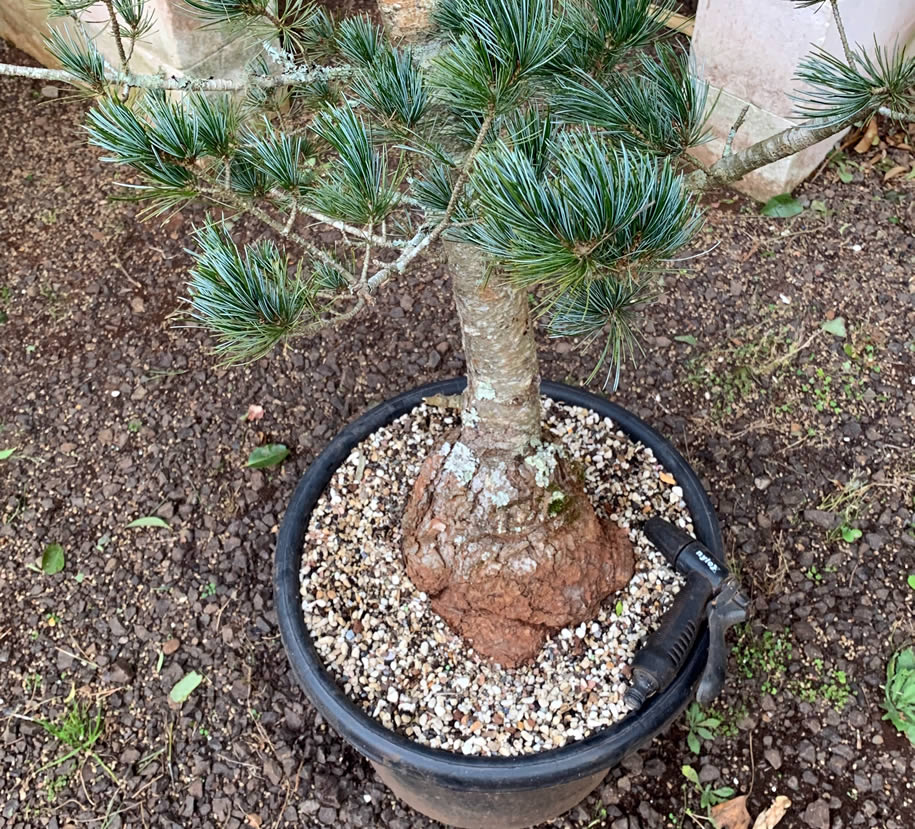 japanese white pine field