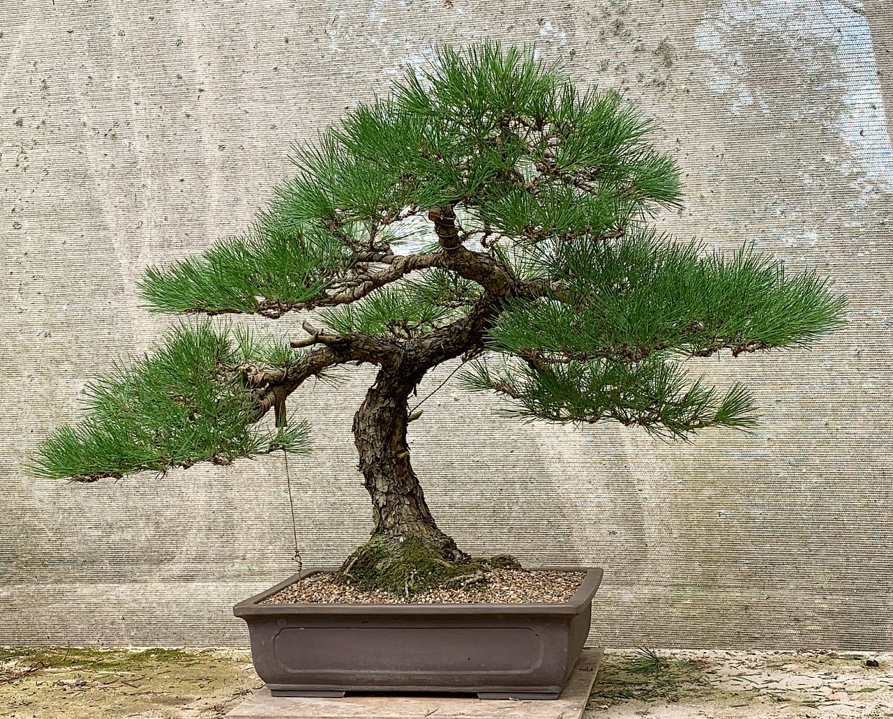 kuromatsu 1970 seed japan