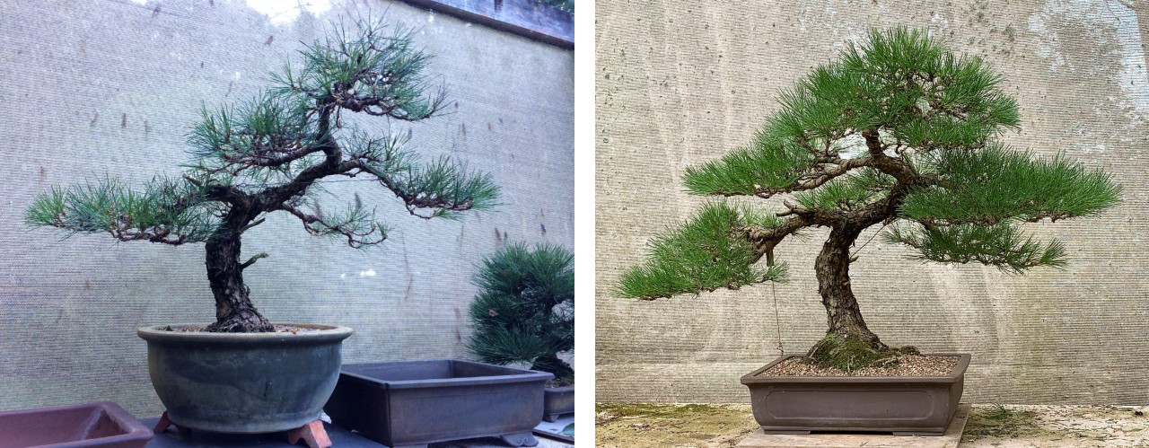 kuromatsu 1970 seed japan 2017 to 2021