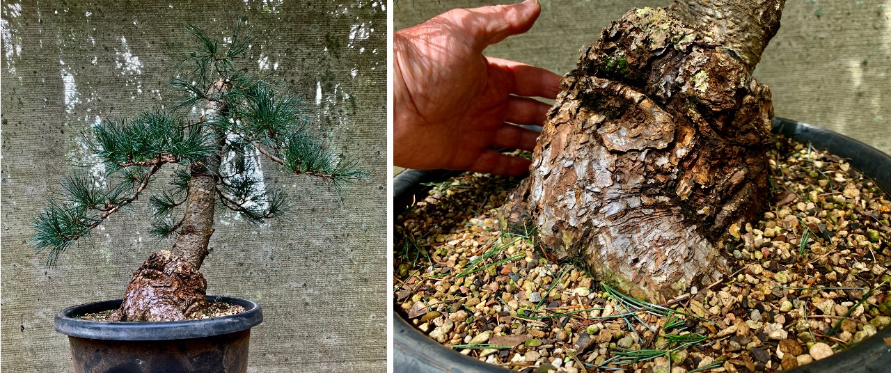 large japanese white pine for sale
