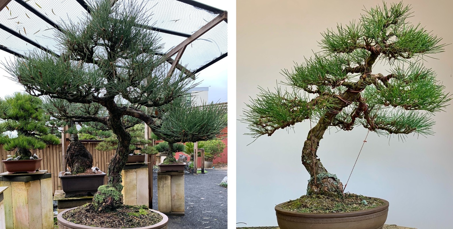 mikawa black pine 02 hearn winter 2024