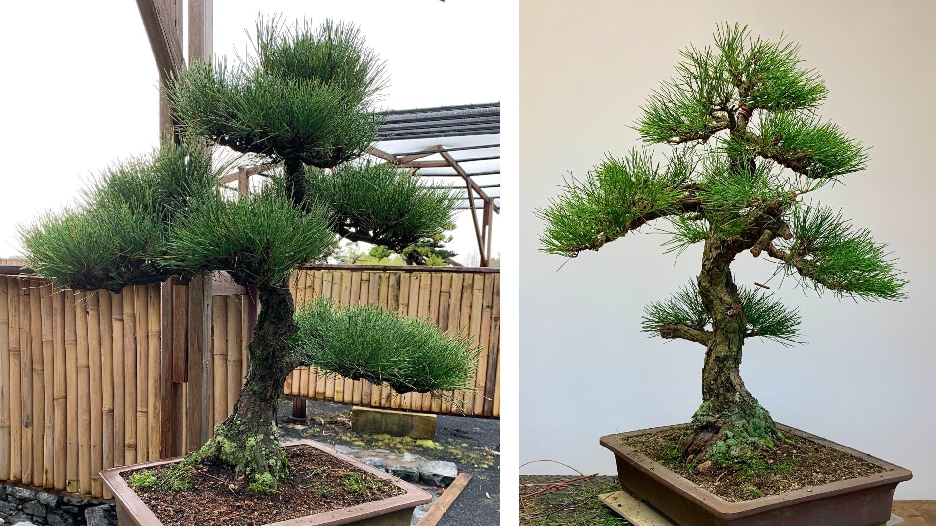 mikawa japanese black pine big 07 2024 before after