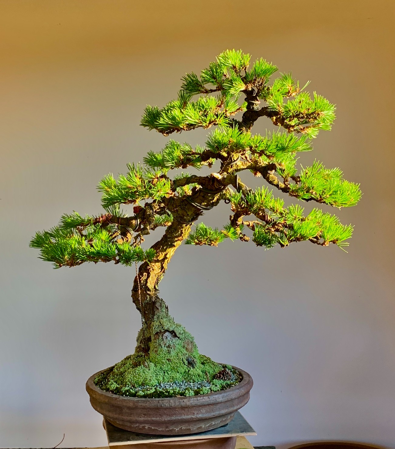 mikawa black pine 02