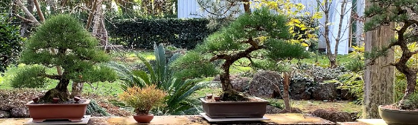 pines winter 2021 03