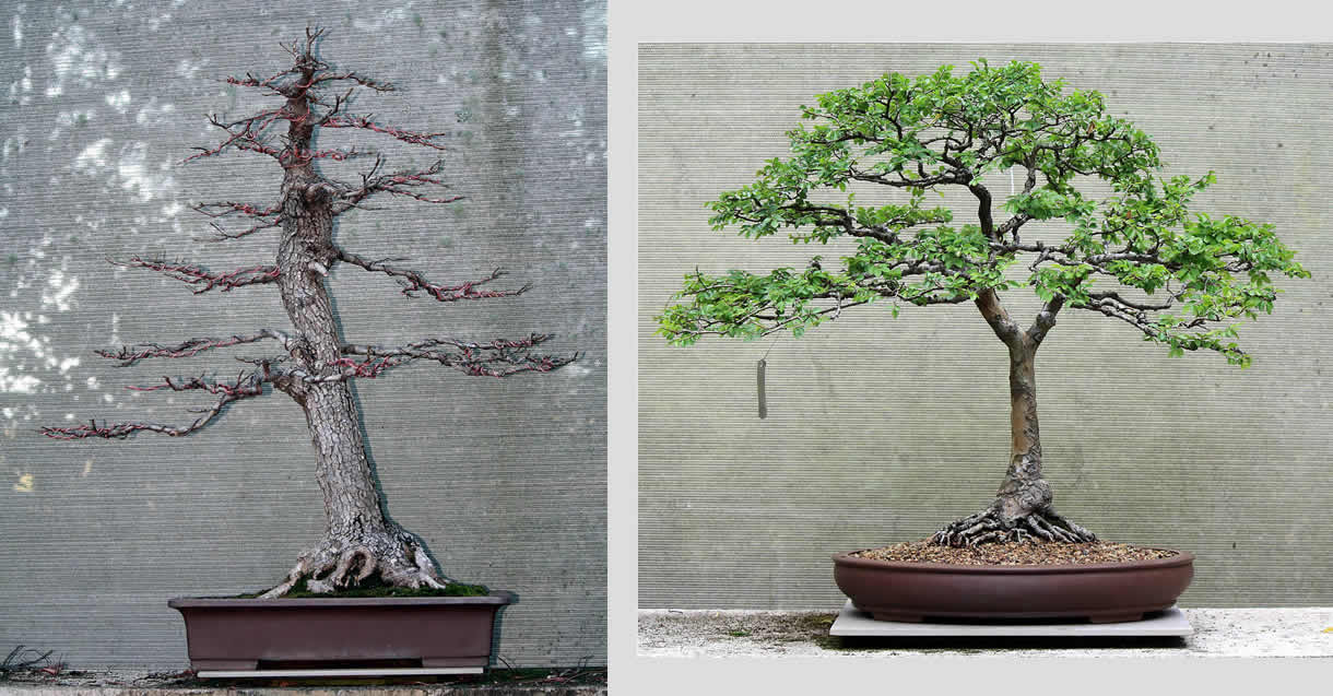 sold bonsai australian bonsai gallery