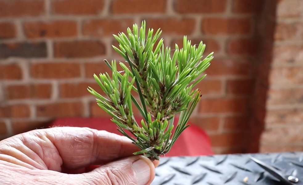 summer pines