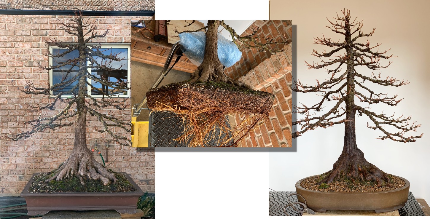 swamp cypress 2023 08 16