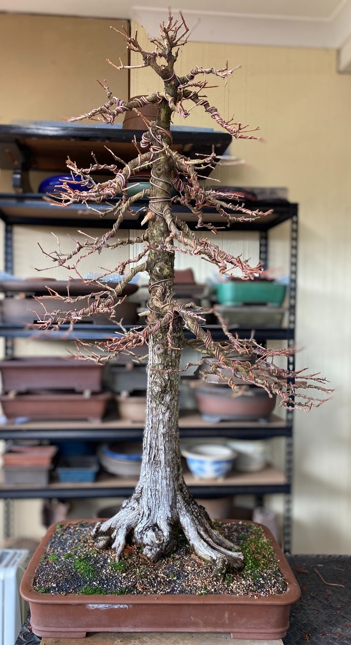 swamp cypress 2023 06 28 australian bonsai gallery