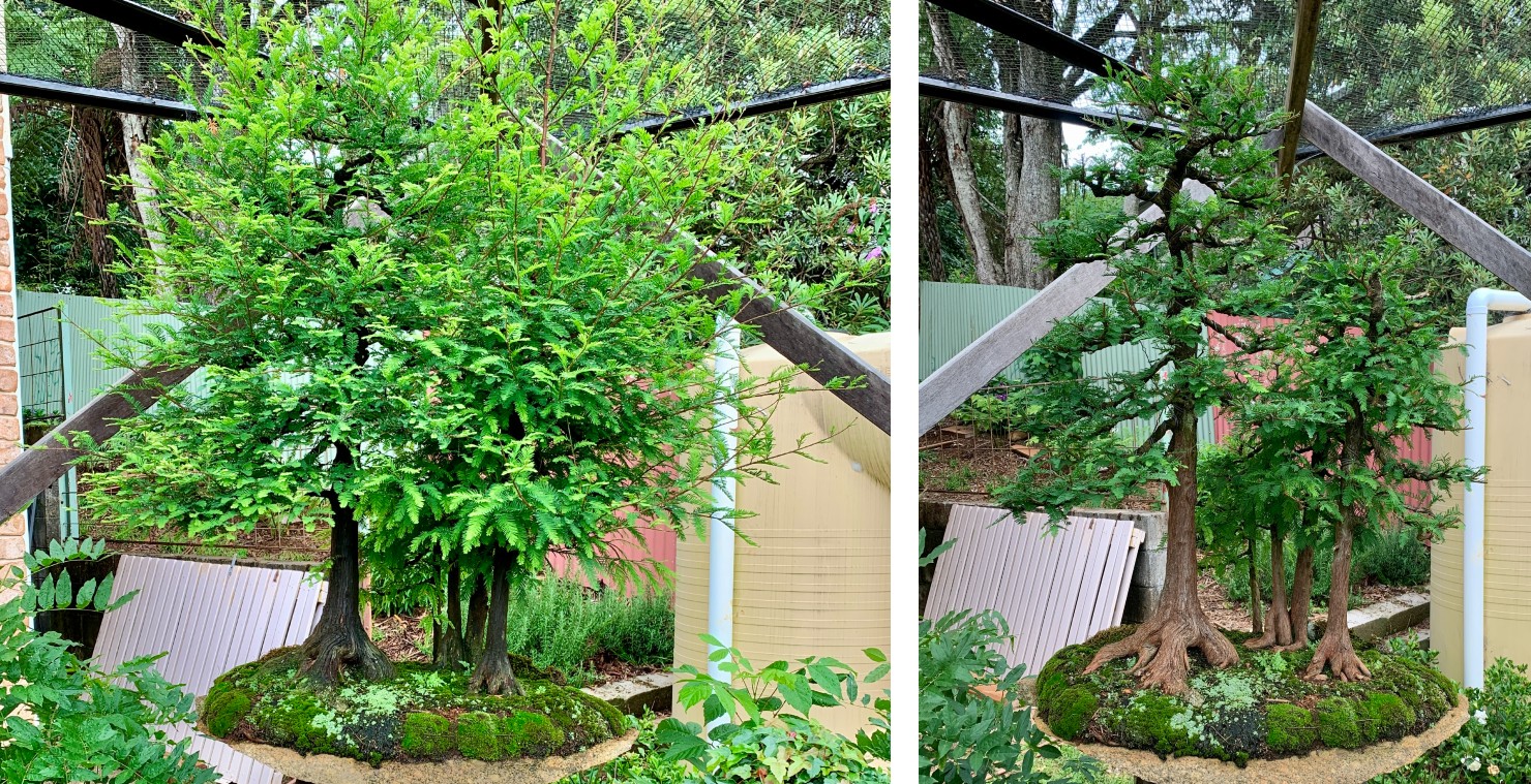 swamp cypress forest 2025 12 12 summer pruned