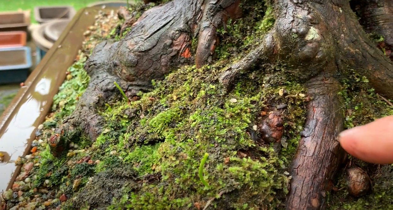 swamp cypress pneumatophores