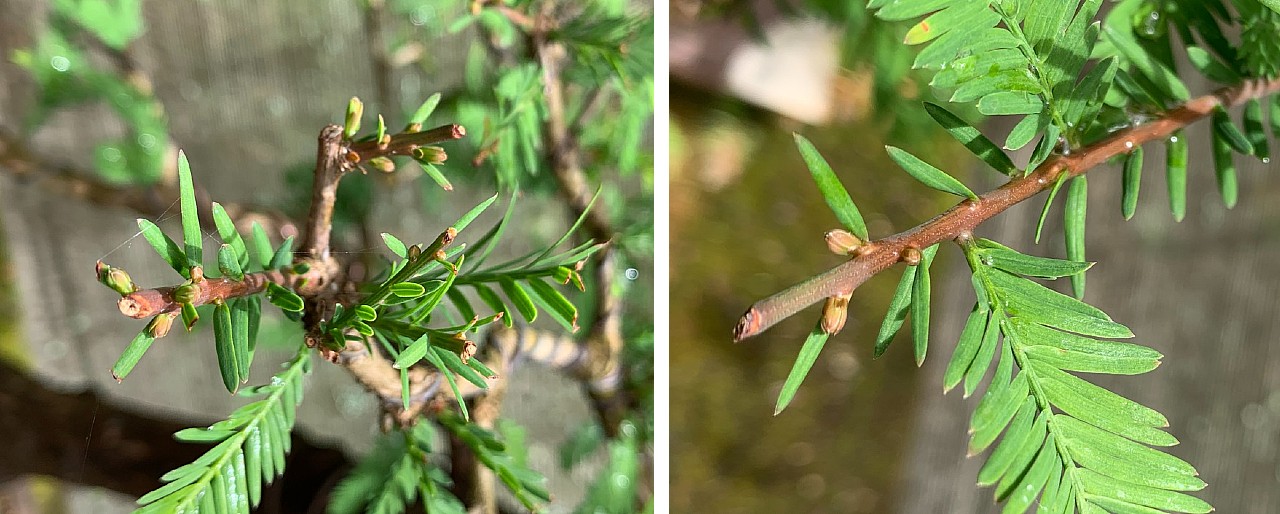 swamp cypress summer pruning budding