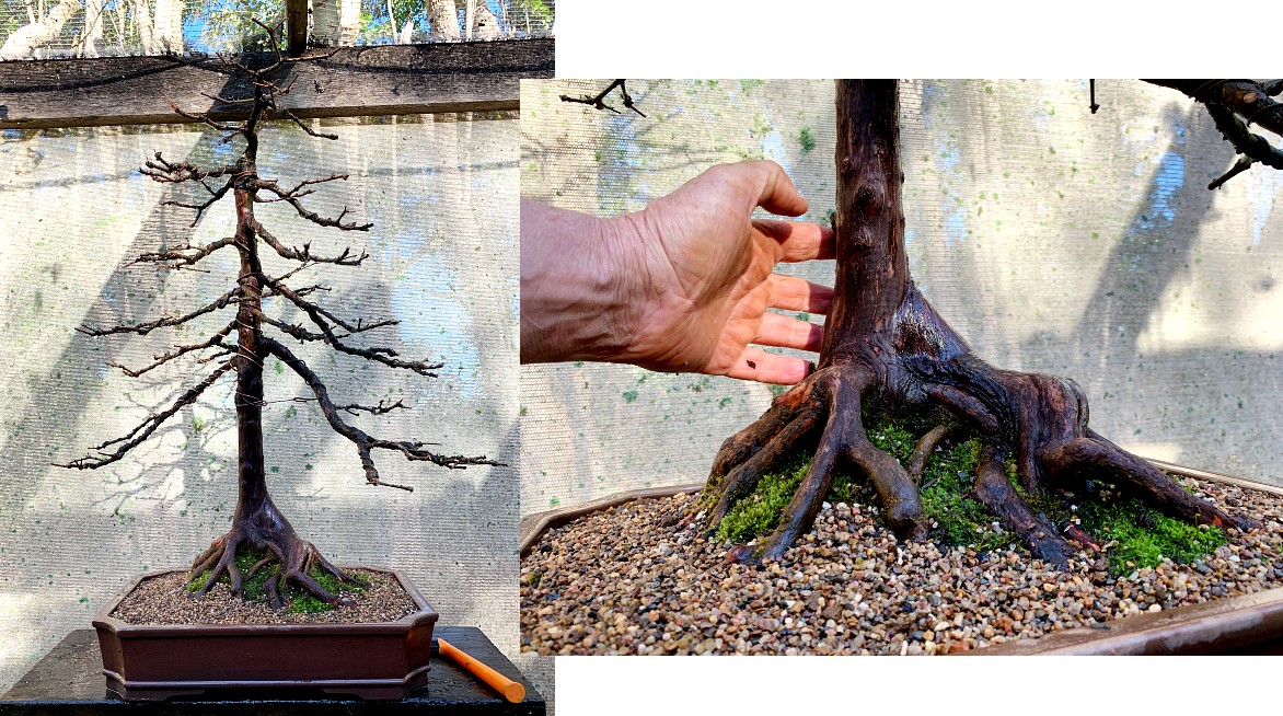 swamp cypress winter 2021