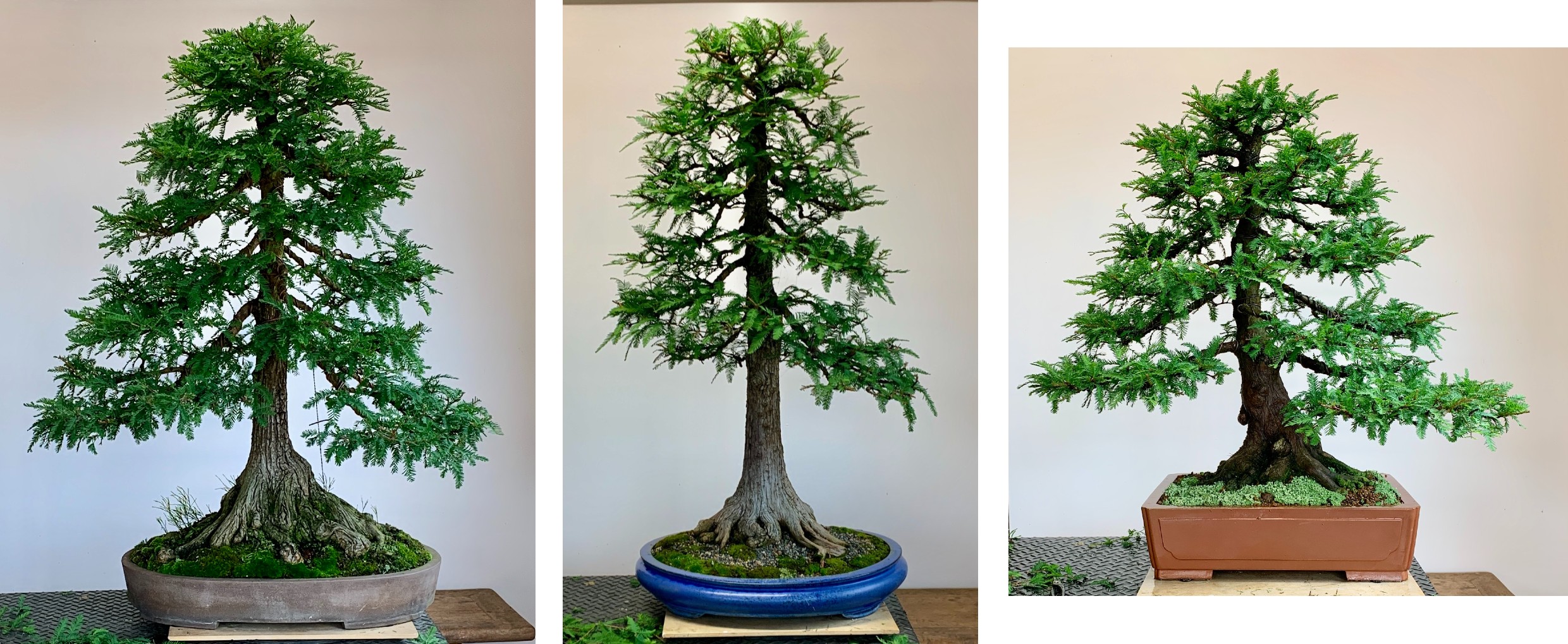 swamp cypress 2025 12 11 summer pruning