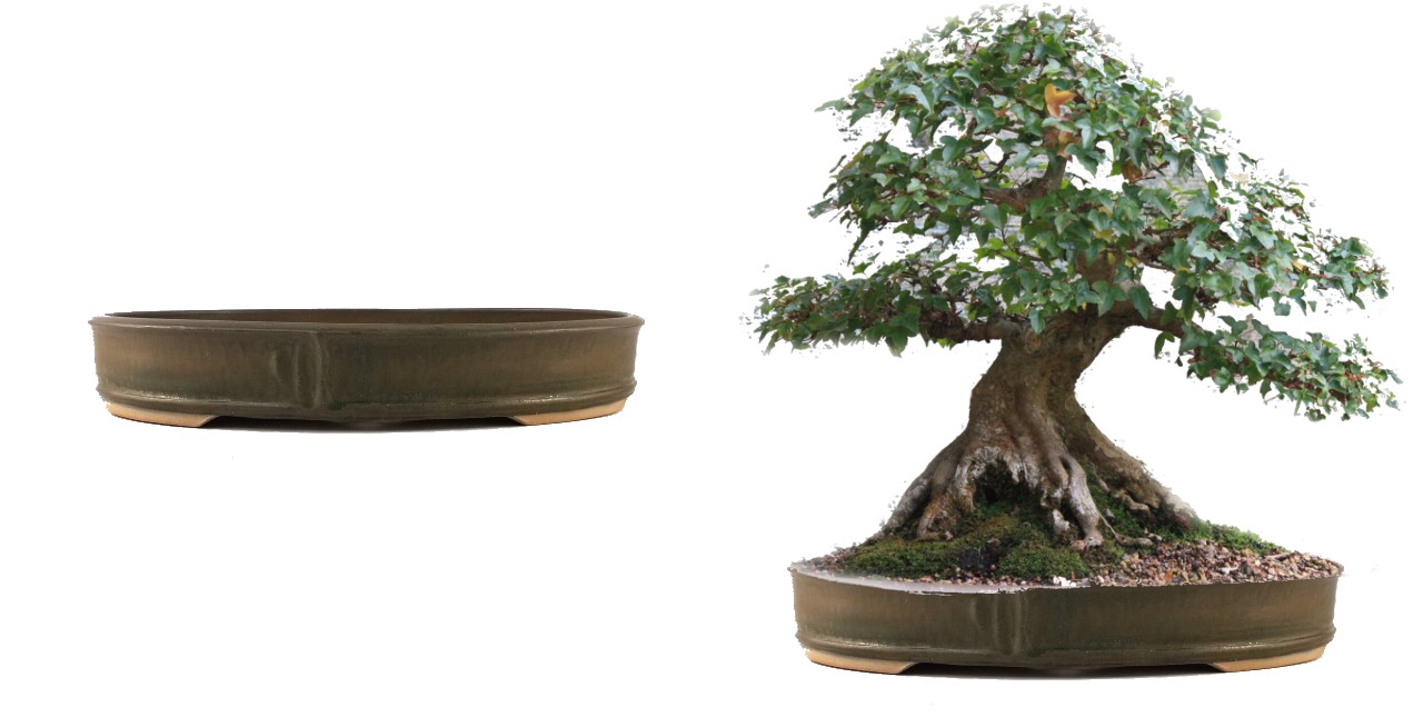 trident maple with new pot