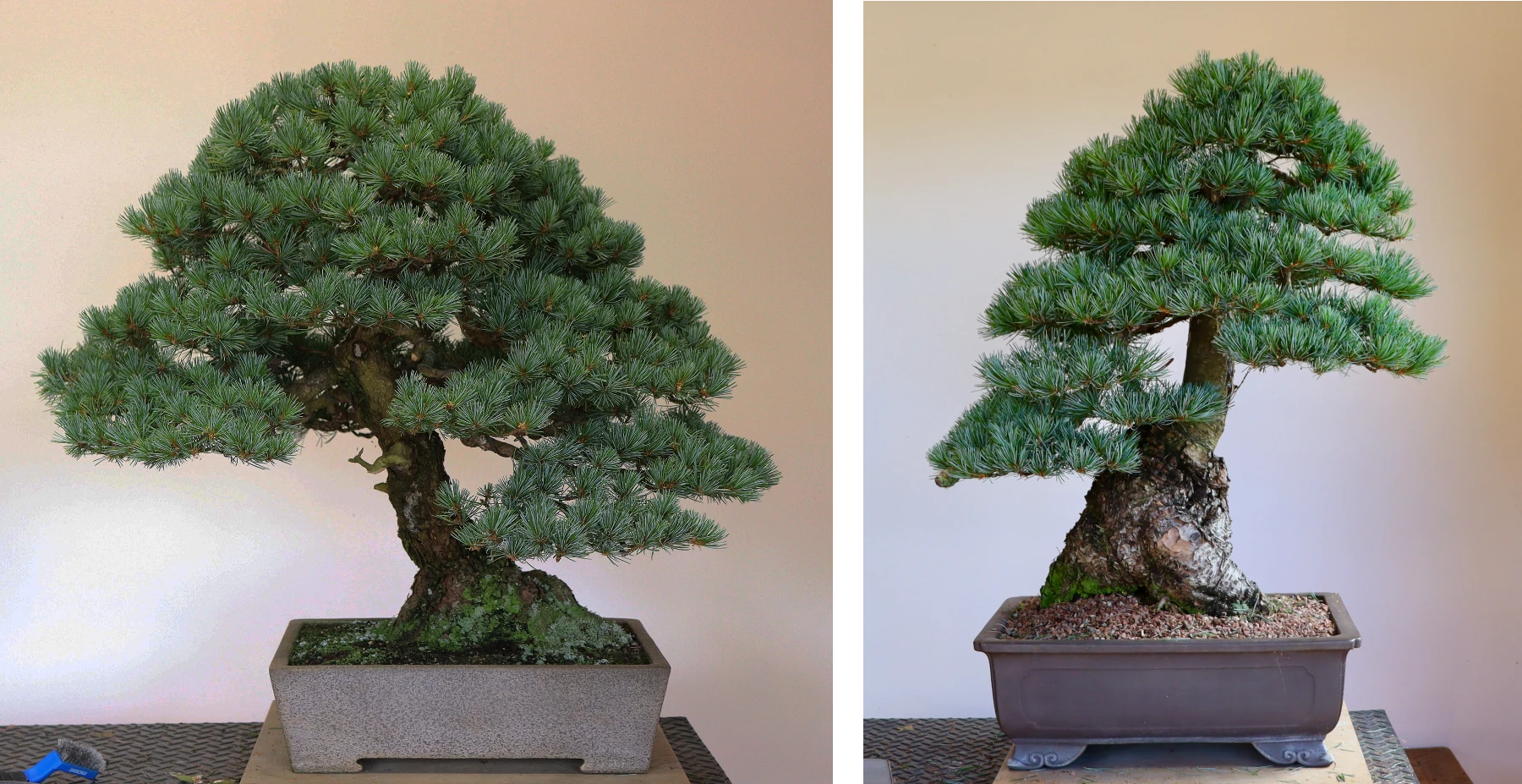 white pine bonsai 2025 12