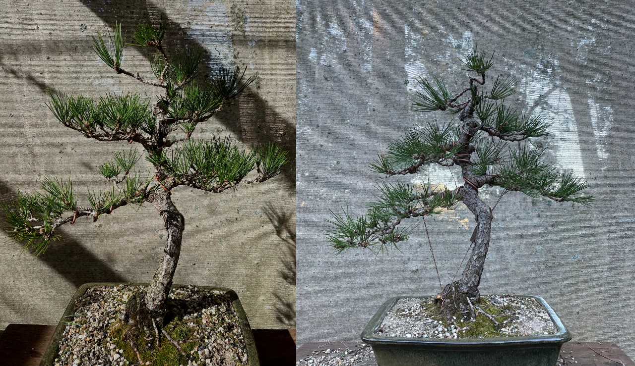 workshop black pine RH