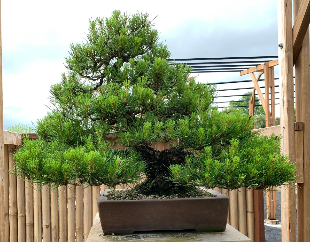 試練 Shiren Japanese Red Pine Autumn 2023