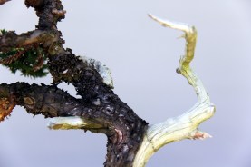 IH-2_Juniperus-Procumbins-shari