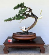 IH-2_Juniperus-Procumbins