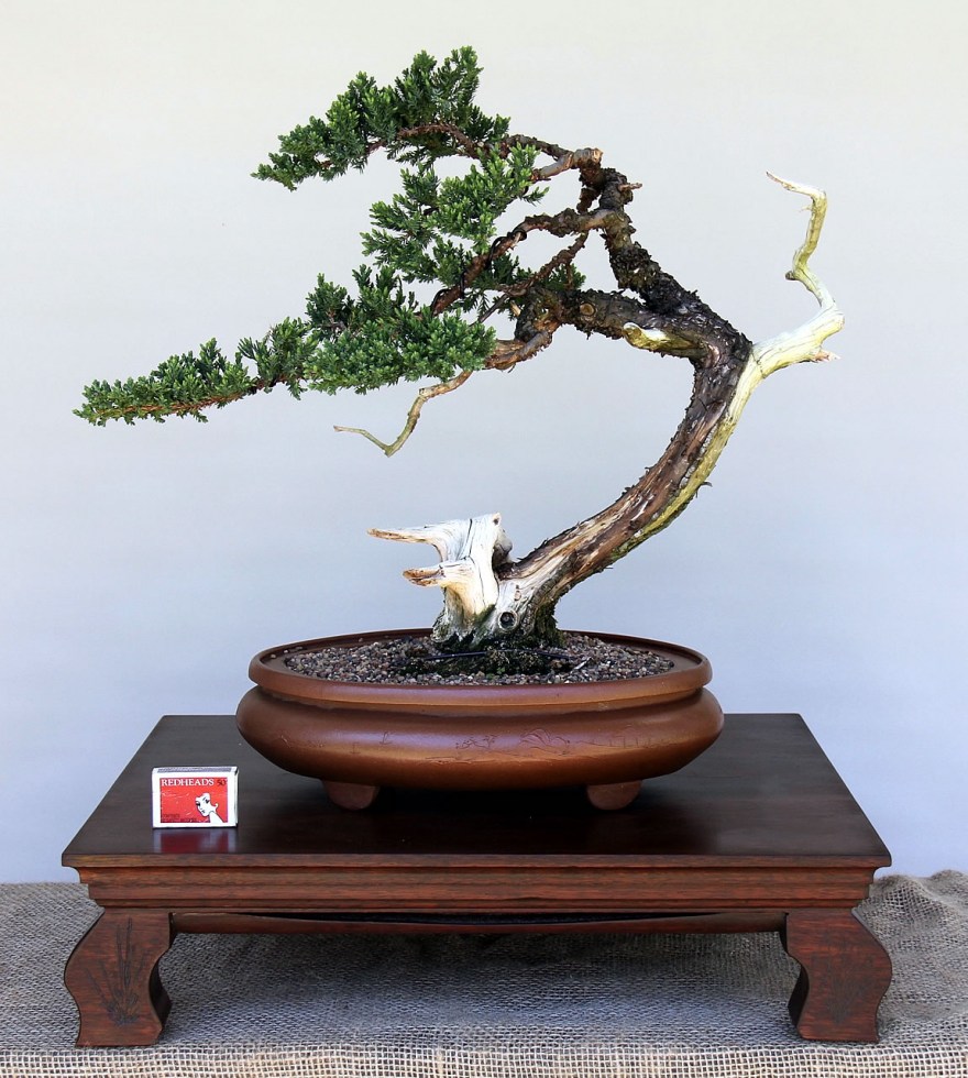 IH-2_Juniperus-Procumbins