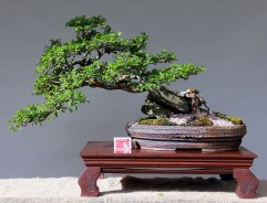 IH-5_Chinese-Elm