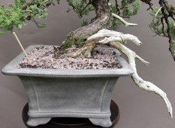 IH-6_juniperus-procumbins-nebari